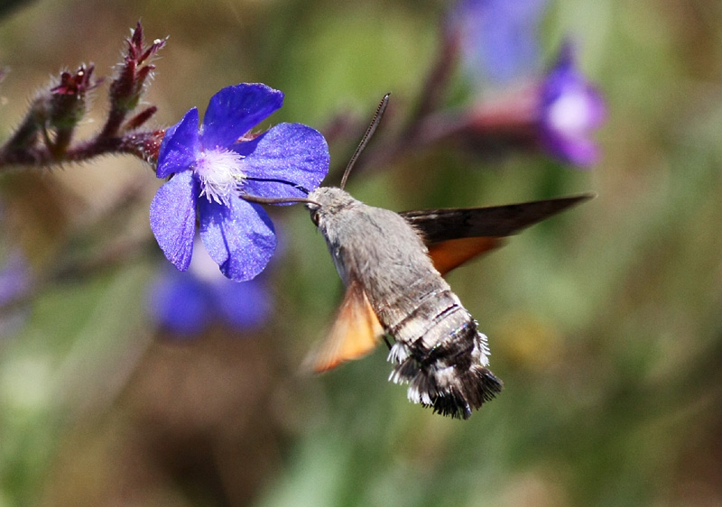 Farfalla colibri'' - Macroglossum stellatarium